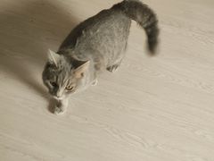 -猫岛主趣味餐厅(鼓浪屿店)