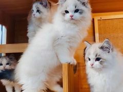 -Bastet sally猫舍购宠(静安店)