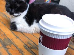 -COSTA COFFEE(常熟路店)