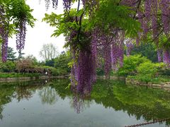 -嘉定紫藤园