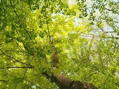 -长白岛森林公园