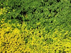 -桤木河湿地公园