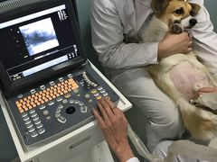 -中农大我爱我爱24h动物医院·中医针灸·猫专科·骨科医疗中心(双井店)