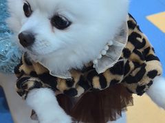 -天使宠物医院·犬猫分诊(彩虹店)