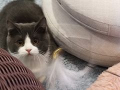 -momokira米努特·德文卷毛猫·棉花面纱犬