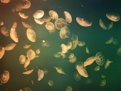 -福州罗源湾海洋世界旅游区