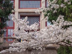 -武汉大学-樱园