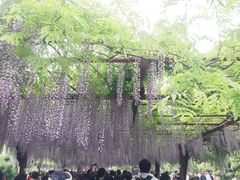 -嘉定紫藤园