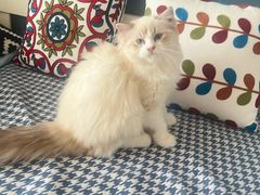 -珠海悠米米努特矮脚猫舍