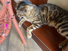 -蓝鲸·缅因猫舍