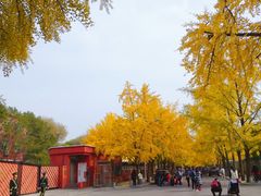 -三里屯东五街银杏大道