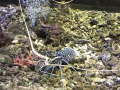 -芽庄MP泰式海鲜海景餐厅