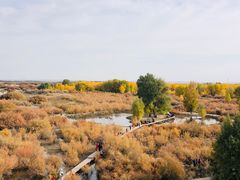-金塔沙漠胡杨林景区