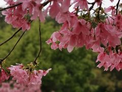 -狐尾山公园