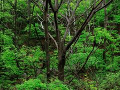-云蒙山风景区