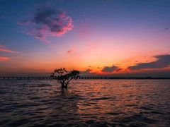 -宝安西湾红树林湿地公园