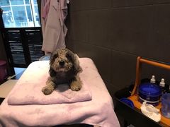 -Oh My Dog宠物沙龙(伊珊娜皮毛护理店)