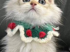 -1013 PET SHOP精品宠物商店(丁香店)