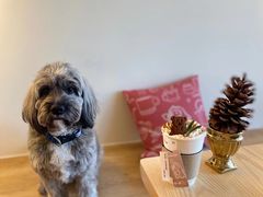 -Dinoo 片场咖啡(酒仙桥店)