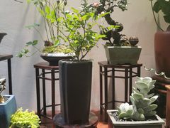 -双季花艺园艺市场(浦东店)