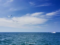 -长岛万鸟岛