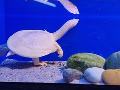 -上海海洋水族馆