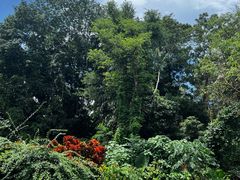 -中国科学院西双版纳热带植物园