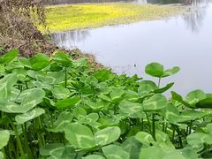 -桤木河湿地公园