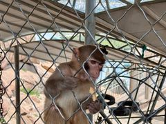-西霞口神雕山野生动物世界