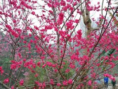 -重庆彩云湖湿地公园