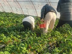 -大自然农场蔬菜草莓采摘园