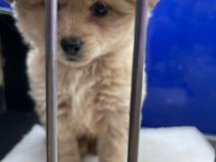 -青石桥花鸟鱼虫市场(叠翠城店)