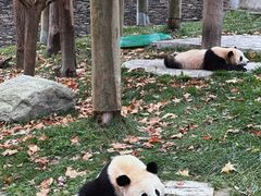 -卧龙中华大熊猫苑神树坪基地