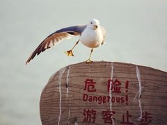 -海驴岛(荣成市)