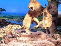 -国家自然博物馆