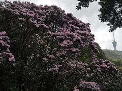 -梧桐山风景名胜区