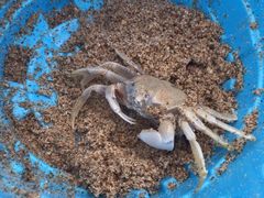 -西涌国际滨海旅游区