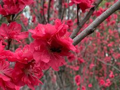 -上海市龙华烈士陵园