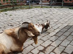 -海拉尔蒙古包(房山长阳店)