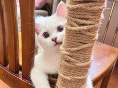 -伟伟宠物医院·CT影像中心·瑞派犬猫综合性门诊(汉口总院)