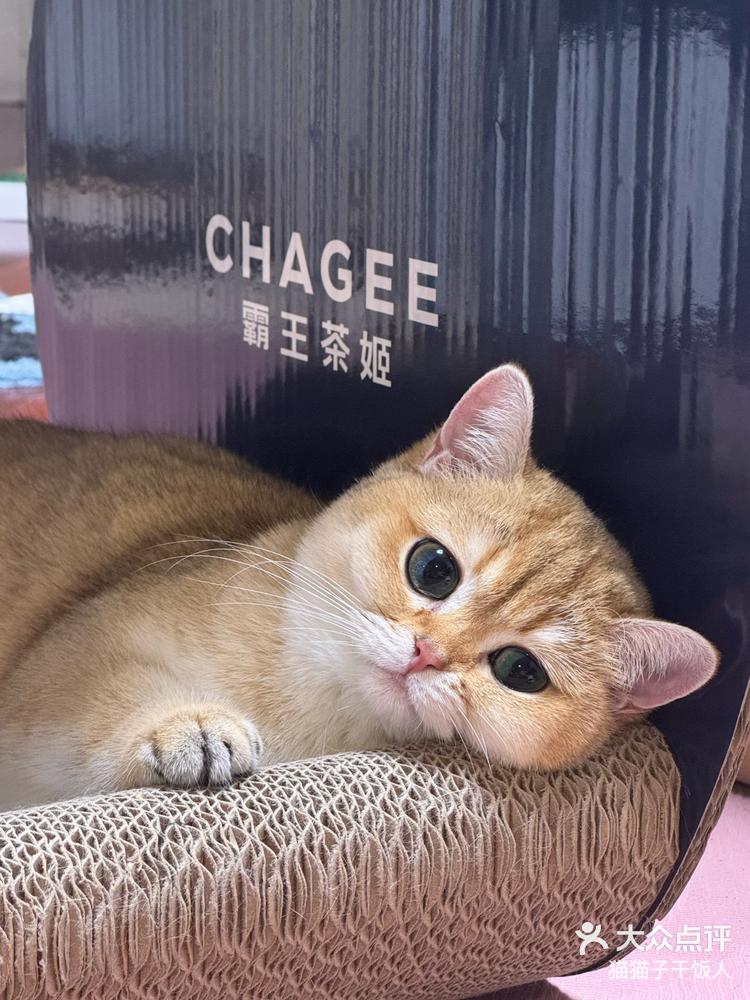 七月猫猫子的两张图片图片