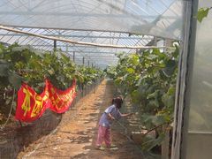 -马陆小张葡萄园农家乐