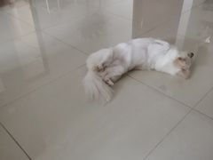 -宠福鑫康馨动物医院·骨科·眼科