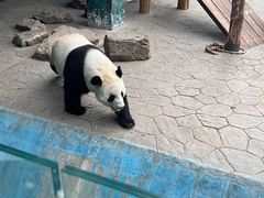 -沈阳森林动物园