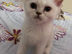 -70cat德文卷毛猫·缅因猫纯种猫舍