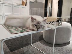 -米宠家·撸猫猫咖小萌宠·猫咪洗澡·猫咪寄养(高新大都荟店)