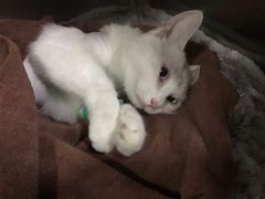 -佑安动物医院·全科·内窥镜中心(幸福巷店)