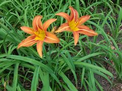 -大兴滨河森林公园