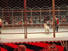 -俄罗斯国家大马戏团