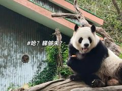 -广州动物园
